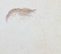Detailed Fossil Shrimp (Antrimpos) - Solnhofen #50820-2